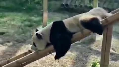 Cute Panda video