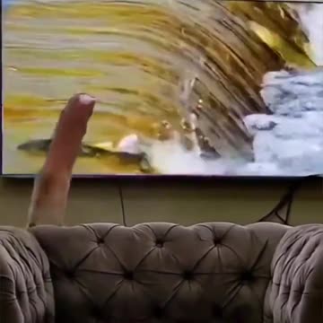 Cat trying to catch fish