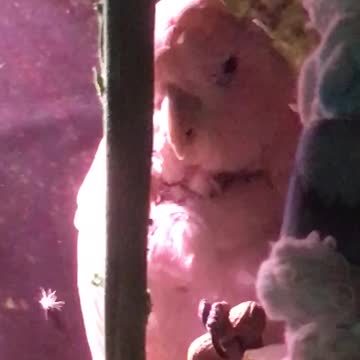 My bird idleing with a peanut in his hand