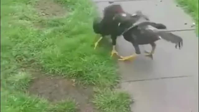 Dog Stops Fight Between Two Birds - Animals Being Bros