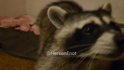 Kherson Racoon Enjoying Company With Russian Soldier