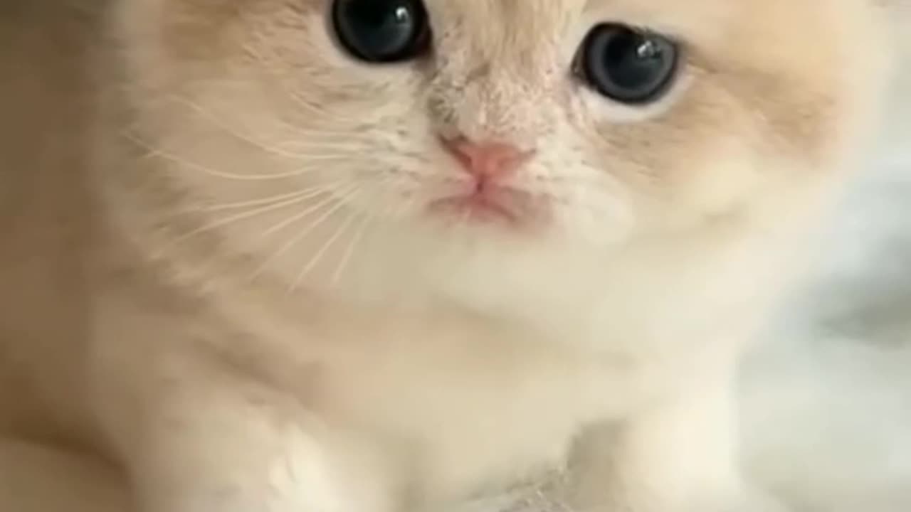 Funny cats video