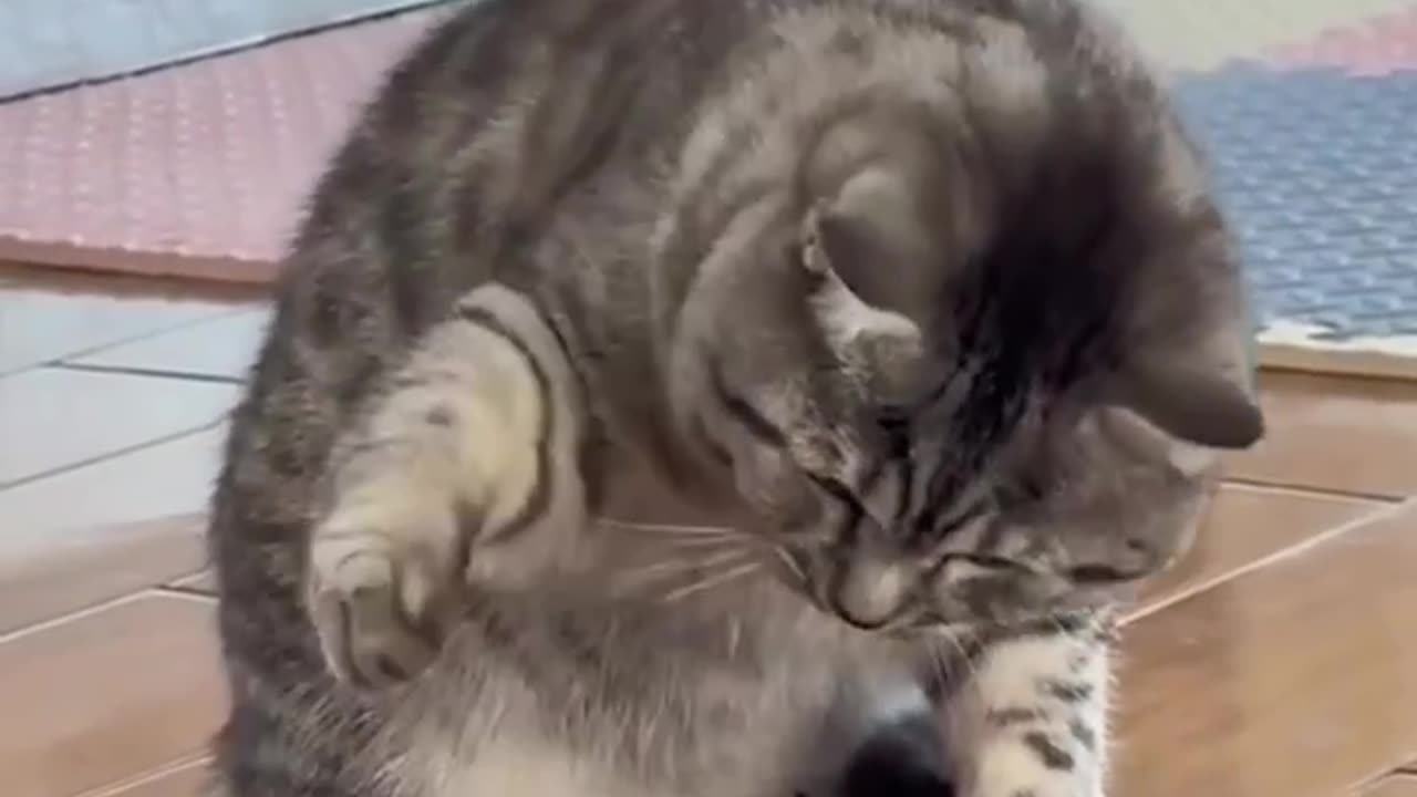 Cat Play with frog