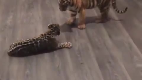 Baby Jaguar meets baby Tiger