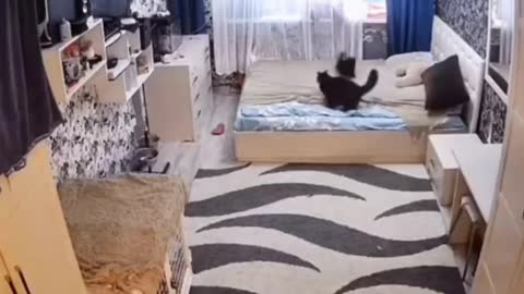 Momma cat fixes bed after her kitten messed it up
