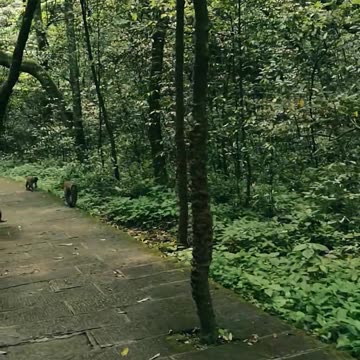 Monkey forest ll Epic Fail ll