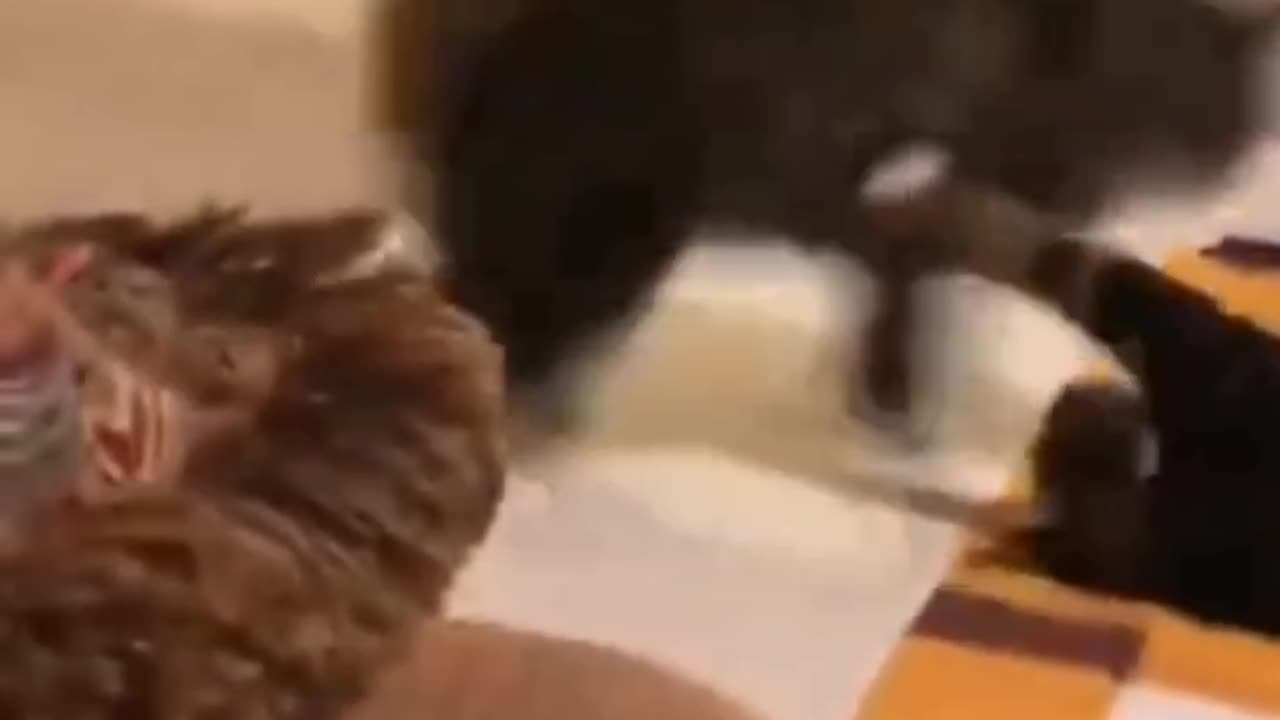 Funniest moments with animals