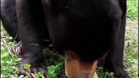 The bear is eating fruit. It's a bear