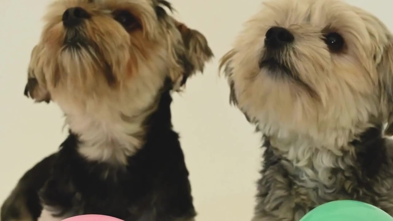 Adorable Puppy's Playtime