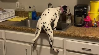 Snoopy Dalmatian Stands in Kitchen Sink