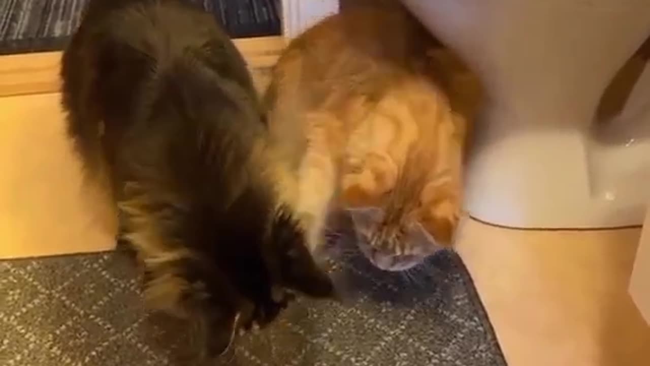 Mama Cat Takes Back Crying Kitten From Toddler