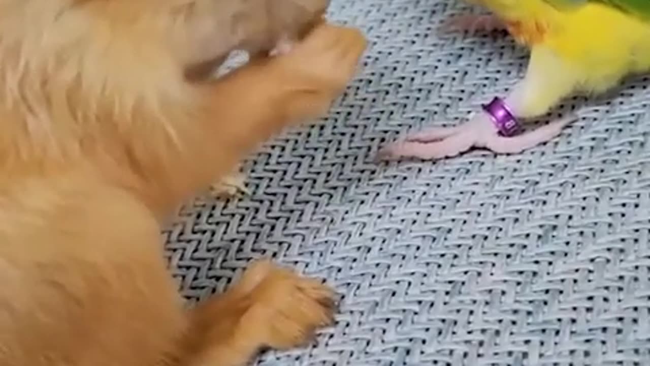 Funny animals videos