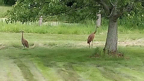 BROWN HEROIN EAST TROY WI 7/20/24