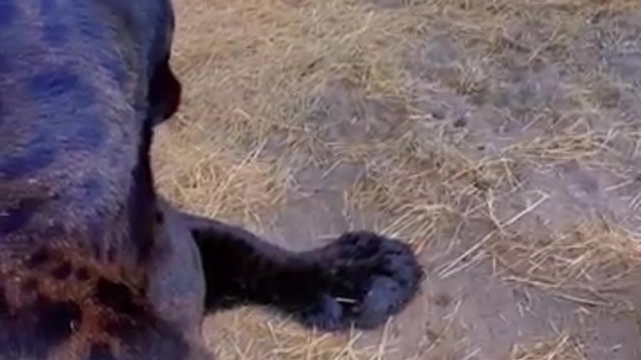 Jaguar Eats Phone!