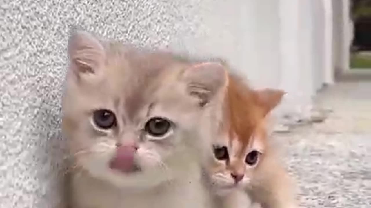 How to make sure cat 🐈 beautiful 🤩❤️ to get rid