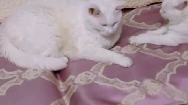 A cat lying on the bed