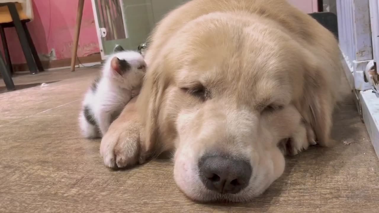 The little milk cat sleeps next to the dog brother and has been smelling the smell. It's so cute