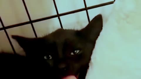 Dog in funny 🤣 video