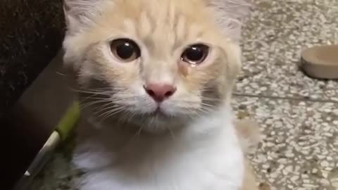 So sad cat😀😀😀😀