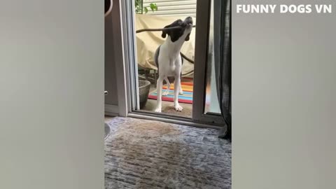 YOU WANT TO LAUGH? WATCH THESE ANIMALS!