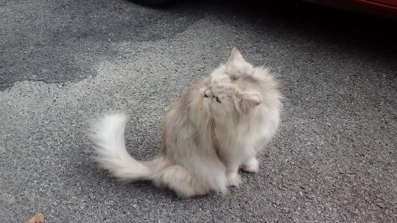 Malaysian Cat