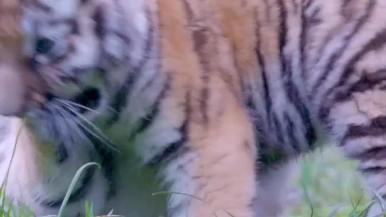 tiger video national geographic