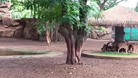 Deer standing like a statue | byculla zoo