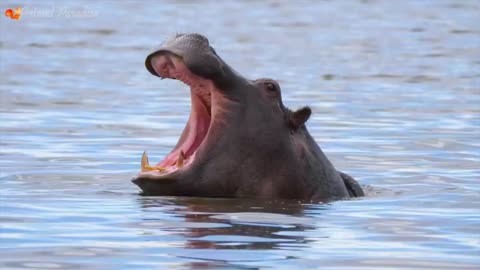 Animals playing
