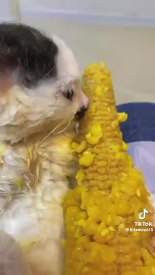 catcorn