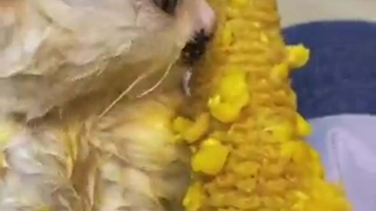 catcorn