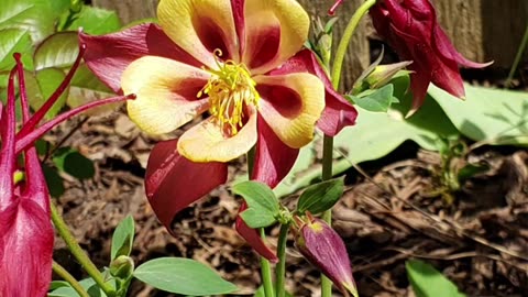 Buoyant Flowers