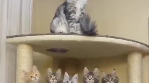 Kittens in synch