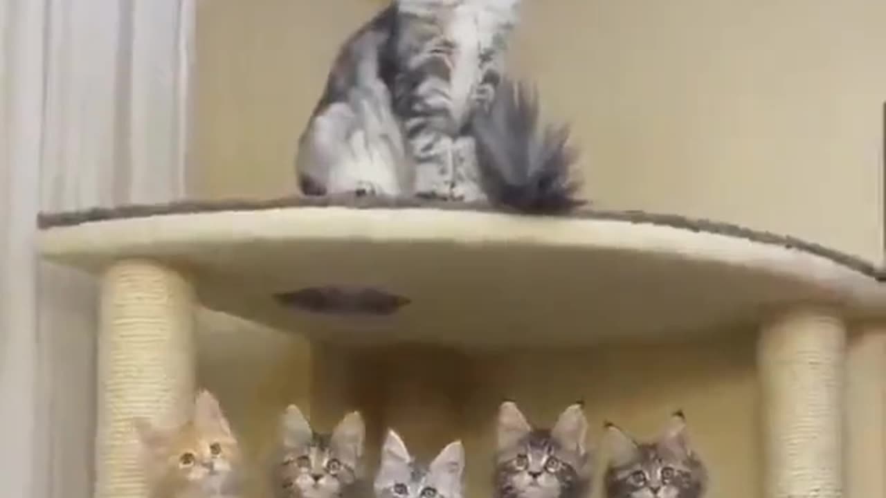 Kittens in synch