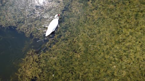 Drone Video Over "Swan Pond"