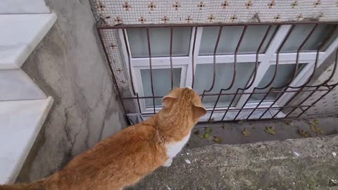 Very handsome and big headed orange male cat