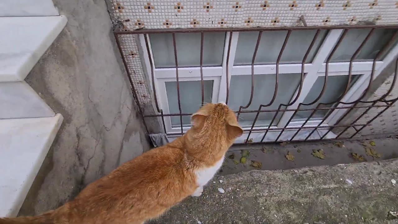 Very handsome and big headed orange male cat