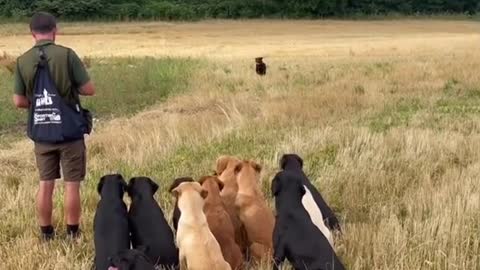 Digs training