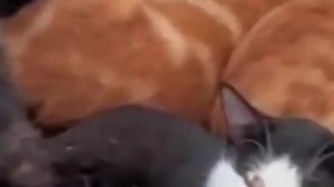 Cats are connoisseurs of comfart