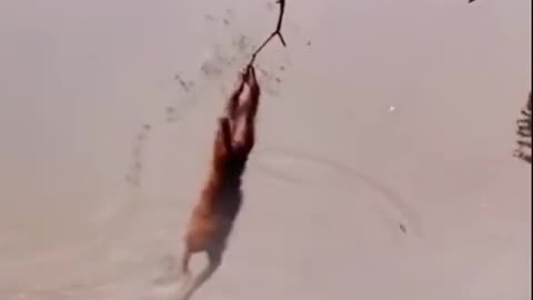 Funny Animals #funnyvideos #animal #fypシ #cuteanimal