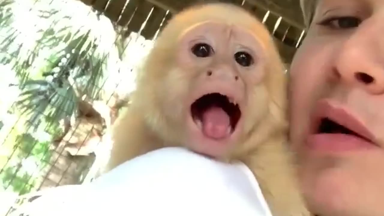 Oliver and I are hanging out! So much from this little guy! 🐒