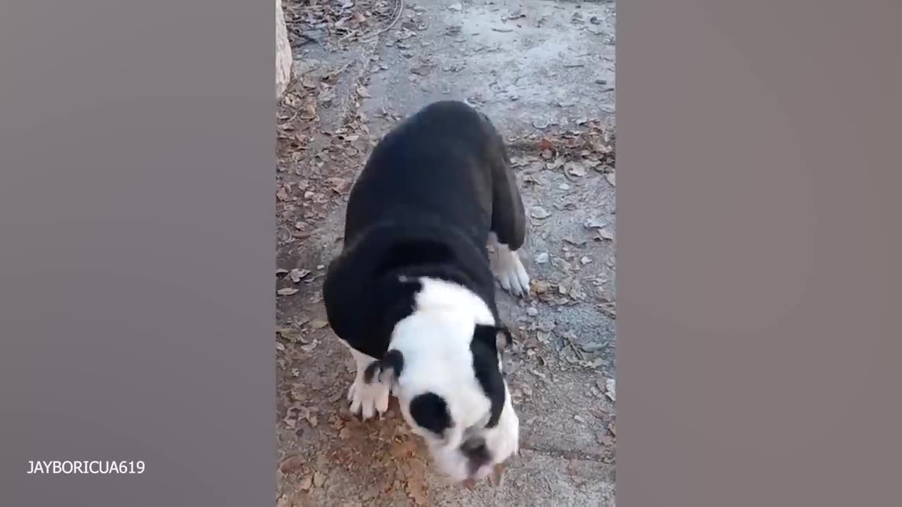 FUNNY DOGS AND CATS 2024 NEW