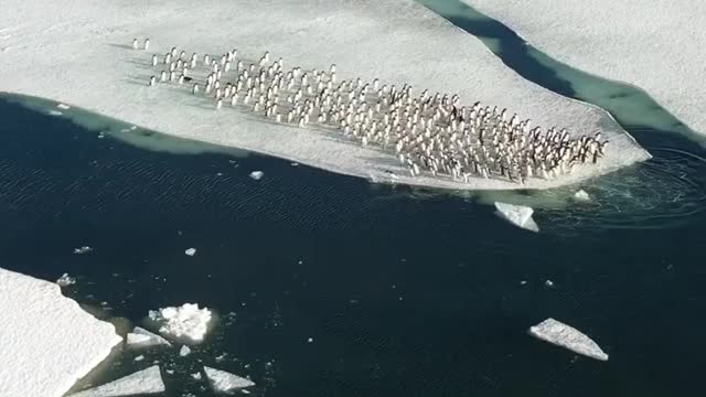 Adelie penguin group diving from sea ice