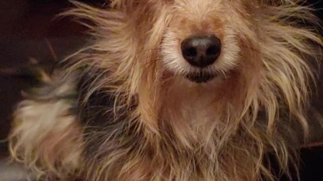 Yorkie falling asleep standing up.