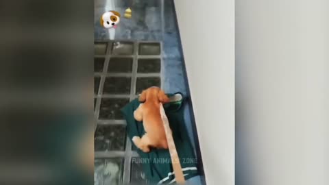 Funny cat and dog vedio