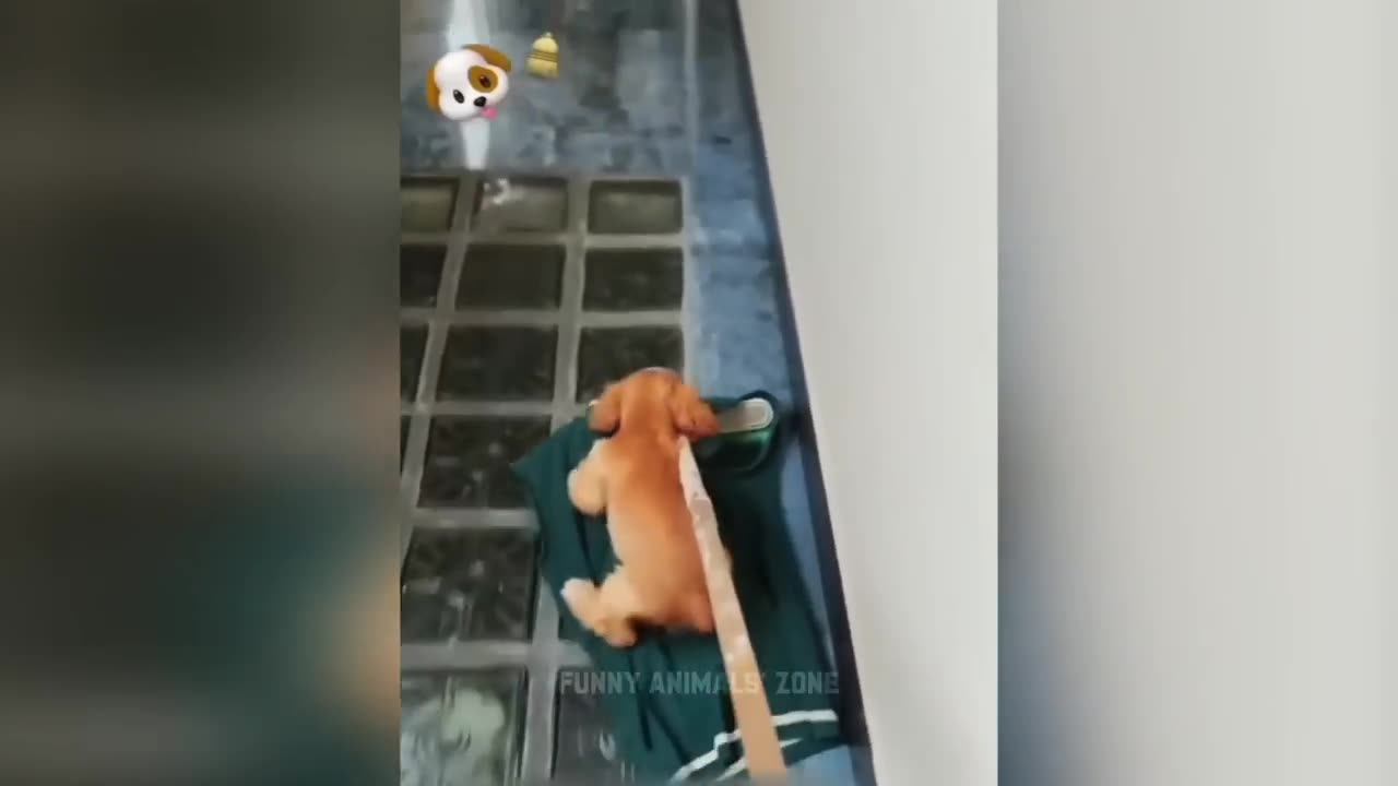 Funny cat and dog vedio