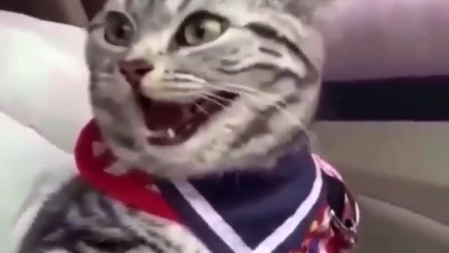 Cat laughing