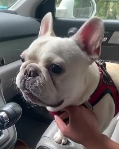 FRENCH BULLDOG WANT STARBUCKS MILK.mp4