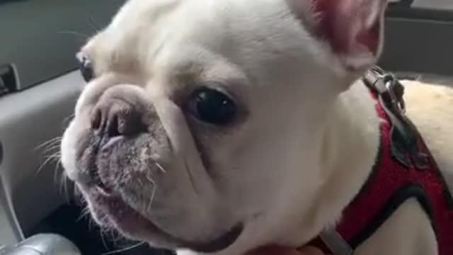 FRENCH BULLDOG WANT STARBUCKS MILK.mp4