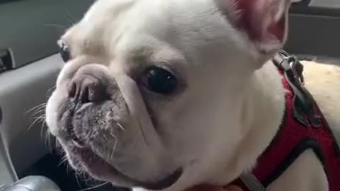 FRENCH BULLDOG WANT STARBUCKS MILK.mp4