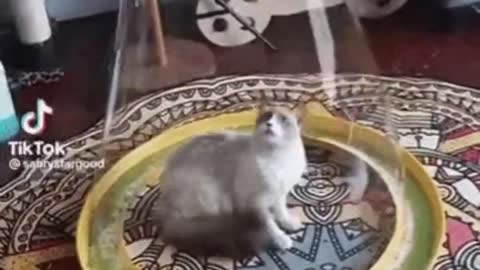 Cute Cat Gif